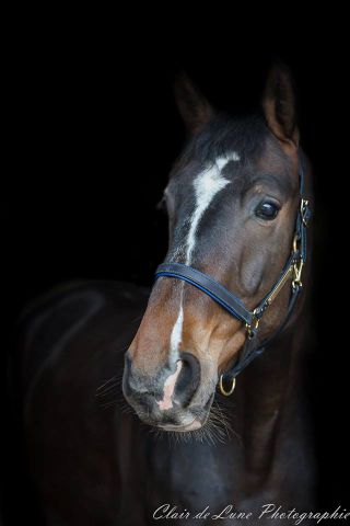 Clair de Lune Photographie | Equestrian art > Horse photographers