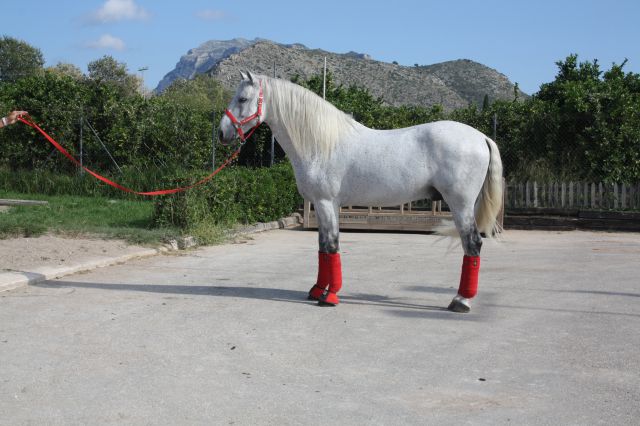 Talabartero - Andalusian 2007