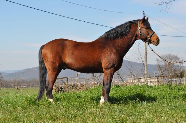 Willoway Montmain Gold CH - New Forest 1994 by woodrows acting master