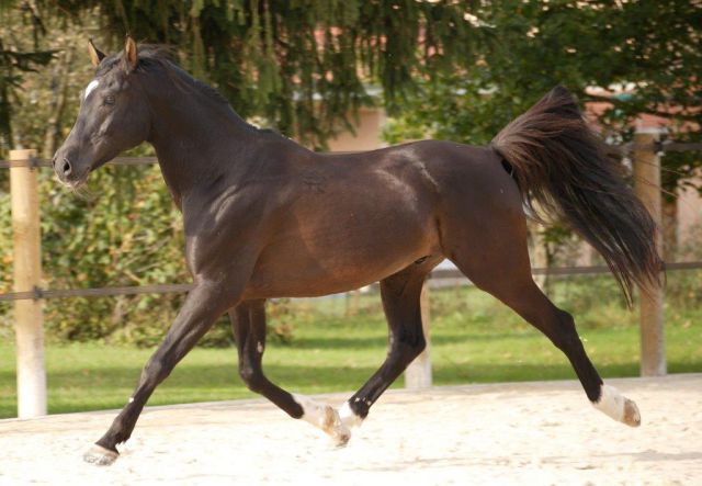 O'BAJAN NABIL P - Shagya Arabian 2000 by 3282 O'BAJAN XVIII-5