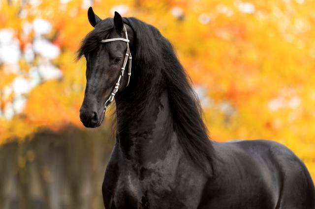 Frison / Barock Pinto - Friesian 2010