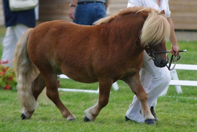 Reicha l'Empereur - Shetland Pony 2005 by JAZZ DES TROIS SOURCES SHETLAND 1993