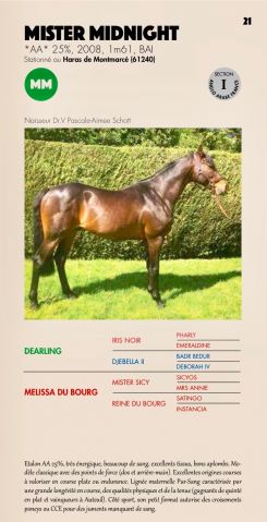 MISTER MIDNIGHT - Anglo-Arabian 2008 by DEARLING