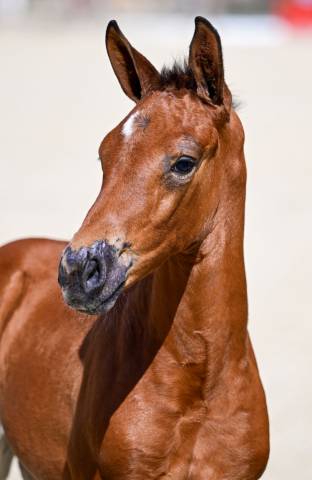 Filly Zangersheide For sale 2026 Bay