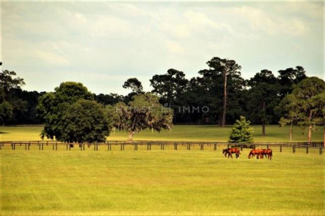 Stud farm  Paris