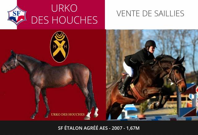 URKO DES HOUCHES - Selle Français 2008 by DIABLOTIN DE BALME