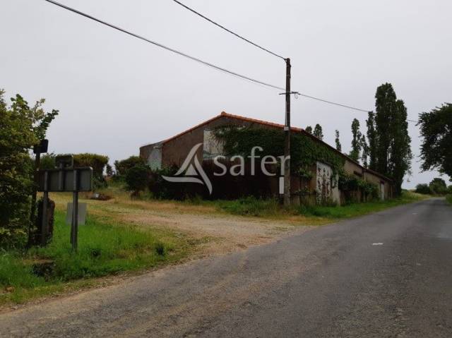 Vineyard  Loire-Atlantique