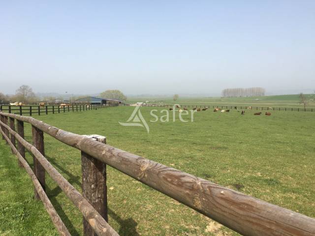 Sheep farm  Calvados