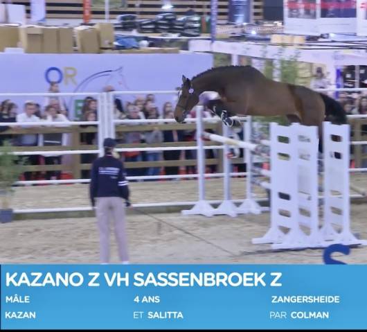 Gelding Zangersheide For sale 2020 Bay