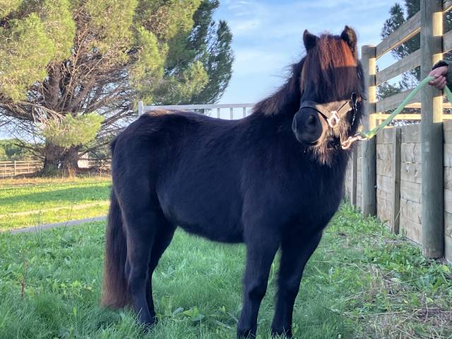 Mare KWPN Dutch Warmblood For sale 2022 Dark Bay