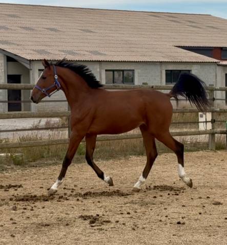 Entire KWPN Dutch Warmblood For sale 2023 Bay