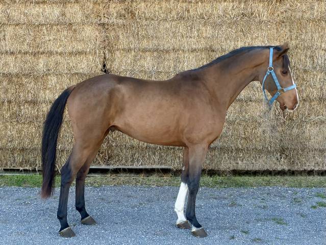 Gelding BWP Belgian Warmblood For sale 2022 Bay