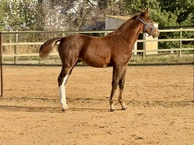 Colt Zangersheide For sale 2025 Liver chestnut