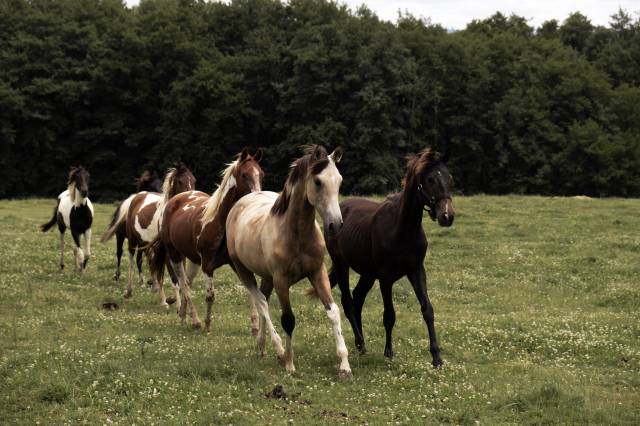 Elevage Rossi  | Breeding, Horse breeding > Stud farms