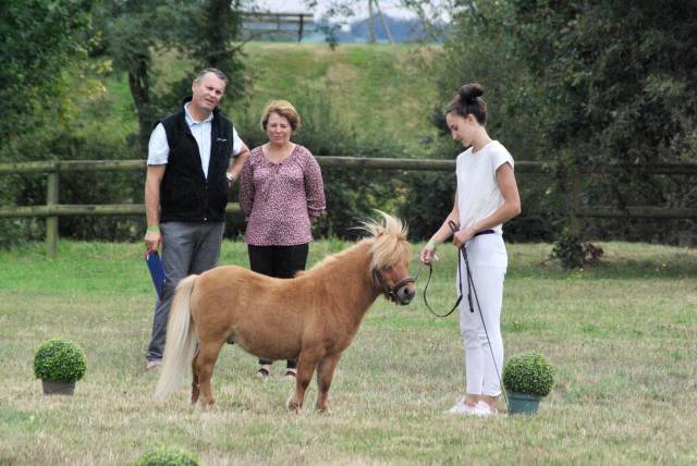 Inouk du maugarnaud  - Shetland Pony 2018 by First du mury marrais