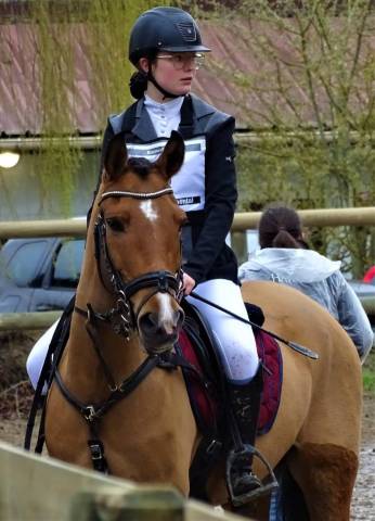 Gelding New Forest Part-Livery 2006 Bay
