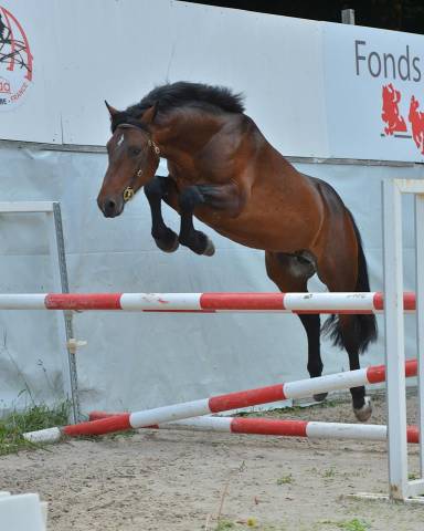 Cleggan's Boy de Coux - Connemara 2012 by Village sparrow