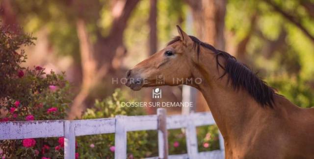 Stud farm  Loir-et-Cher