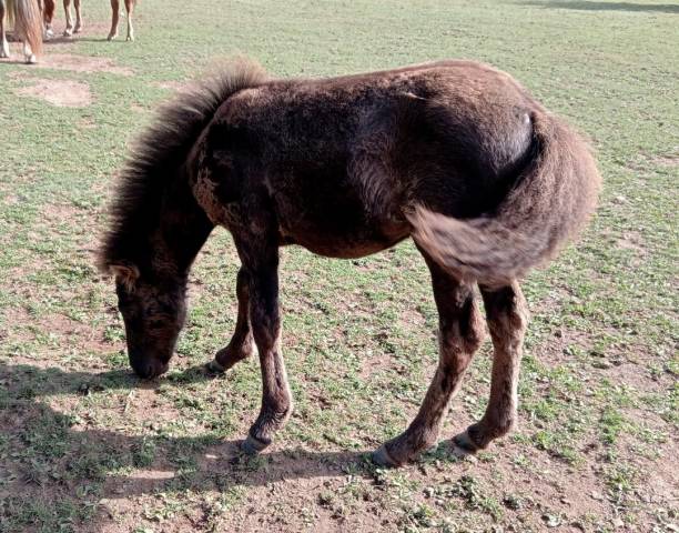 Filly Curly For sale 2023 Black