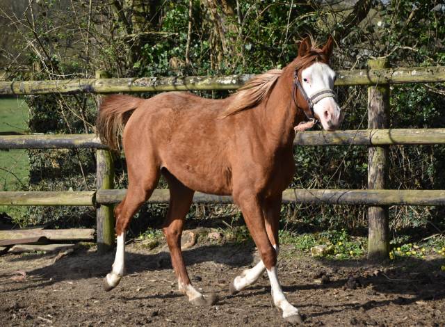 Filly Arabian Half Blood For sale 2023 Other color