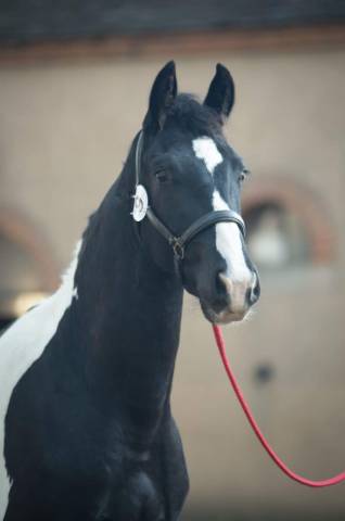 Stallion Sport Horse Of Color For sale 2019 Coloured