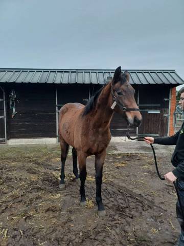 Filly Zangersheide For sale 2024 Dark Bay