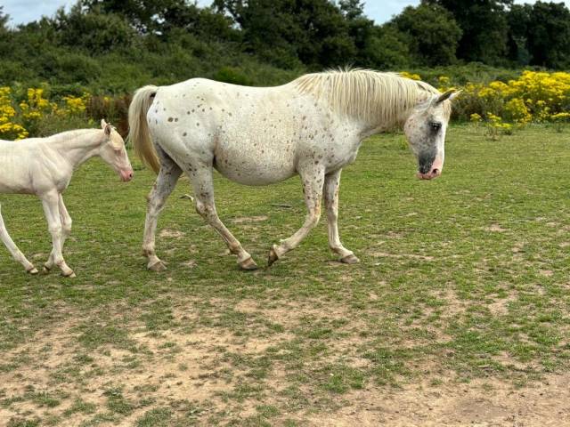 Mare Saddle Horse For sale 2014 Appaloosa