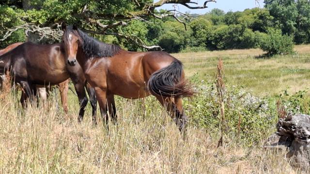 Colt French Saddle Pony For sale 2023 Bay