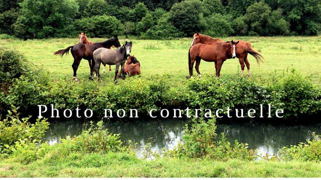 Equestrian property  
