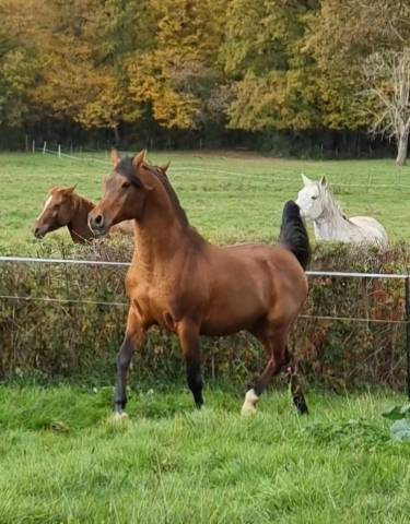 A F MANJAROH  - Arabian 2004 by NADIR I
