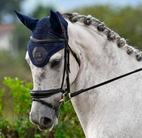 Gelding Irish Thoroughbred For sale 2015 Grey