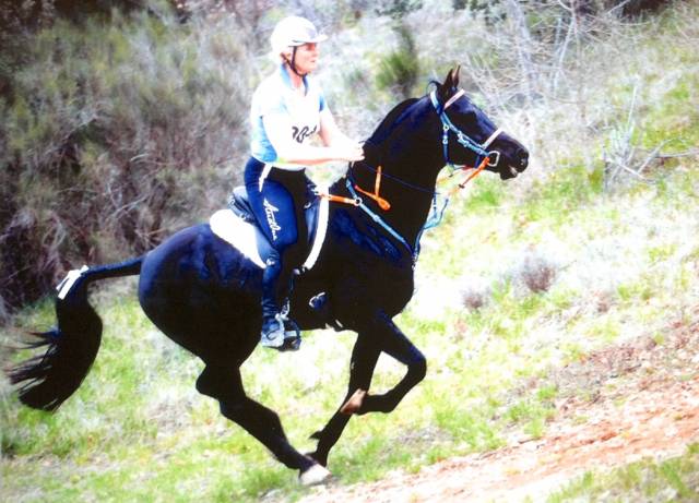 Shawa de LIS - Shagya Arabian 2006 by DAHOMAN XXXIX 11