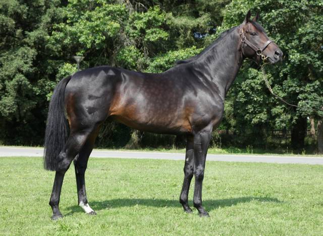 Voiladenuo  - AQPS 2009 by network