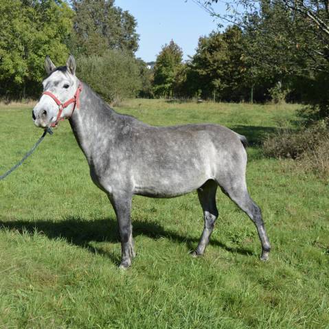 Gelding Origin Recorded For sale 2018 Grey