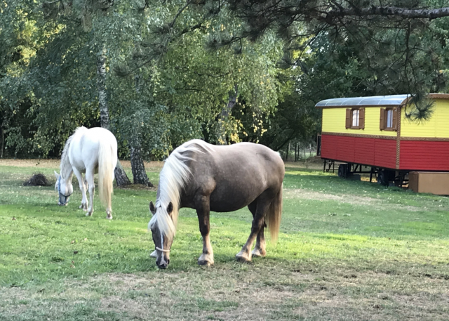 Equestrian property  Charente-Maritime