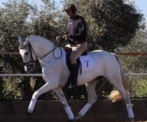 Mare PRE Pure Spanish Bred For sale 2015 Grey