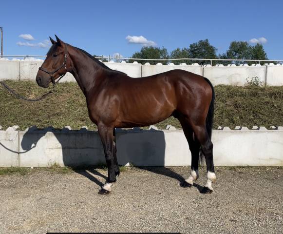Gelding AES Anglo European Studbook For sale 2020 Dark Bay