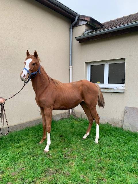 Gelding Thoroughbred For sale 2022 Chesnut