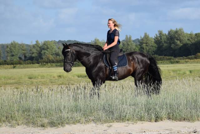 LEBRERO SG - PRE Pure Spanish Bred 2006 by RECLAMO VI 