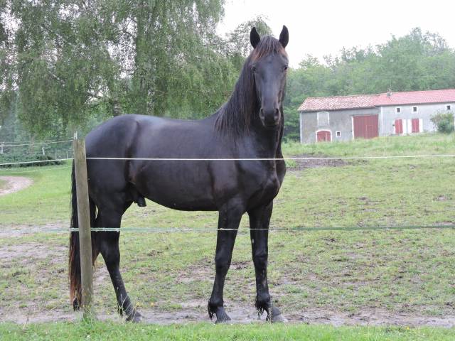 Stallion Friesian Arabian For sale 2022 Black