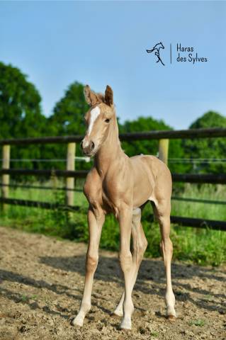 Filly Oldenburg For sale 2024 Palomino