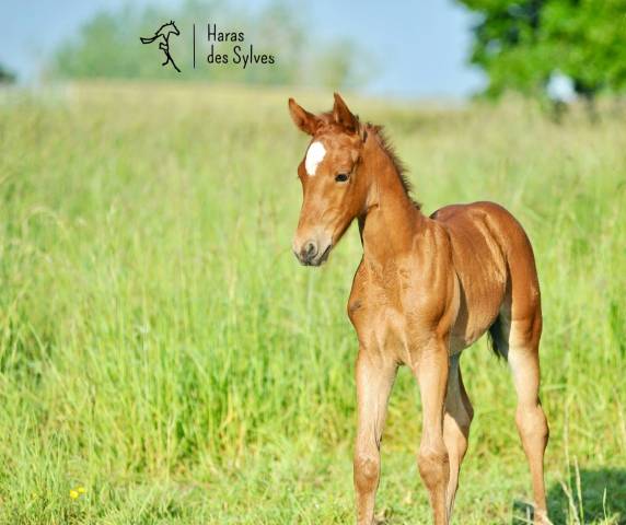 Filly Origin Recorded For sale 2024 Chesnut