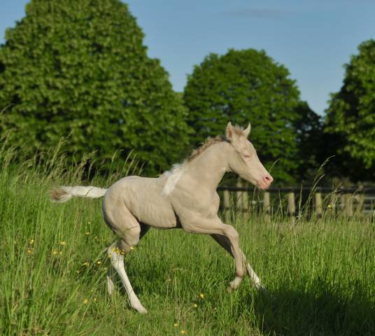 Filly Origin Recorded For sale 2024 Perlino