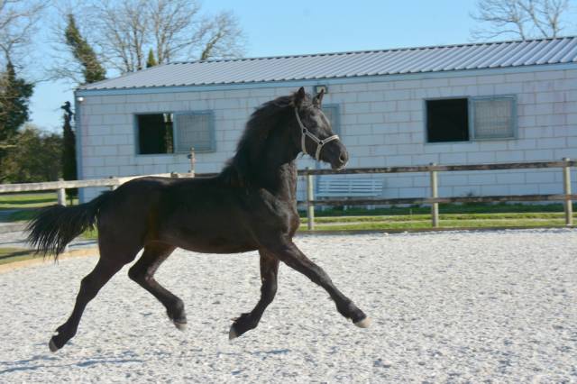 Filly Friesian For sale 2024 Black