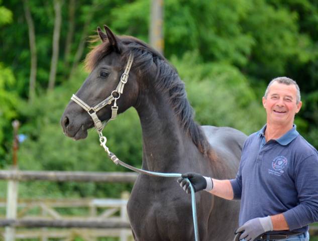Filly Friesian For sale 2024 Black