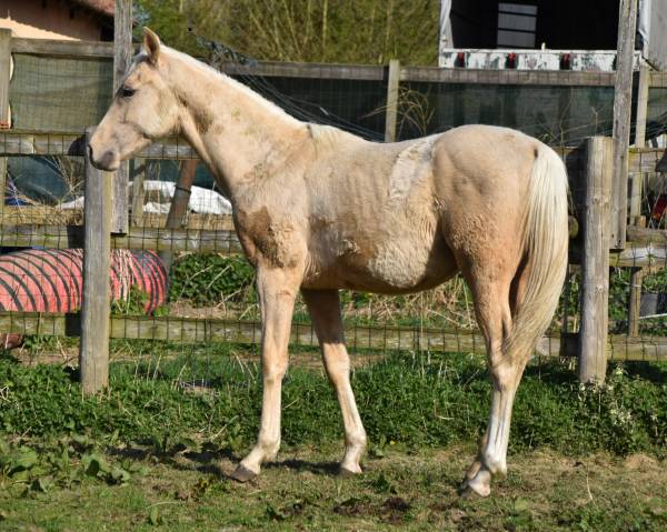 Colt Origin Recorded For sale 2024 Palomino