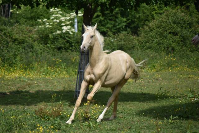 Colt Origin Recorded For sale 2024 Palomino