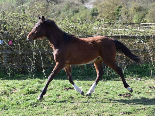 Colt Arabian Half Blood For sale 2024 Bay