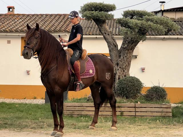 Entire PRE Pure Spanish Bred For sale 2011 Liver chestnut