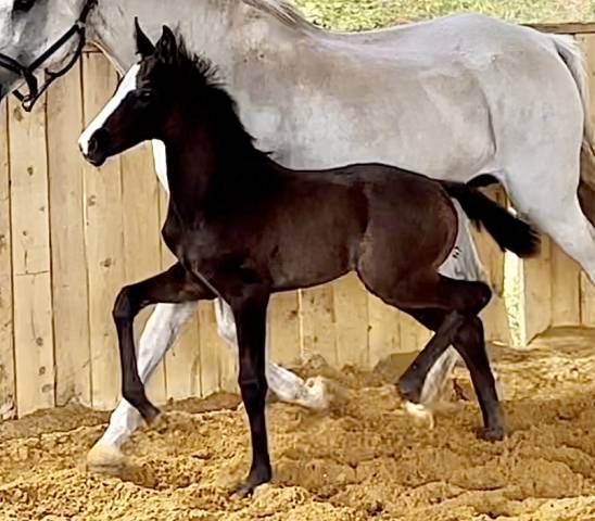 Filly Hanoverian For sale 2024 Black